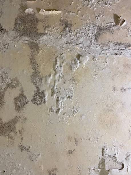 Best Black Mold Removal  in Blythewood, SC